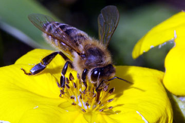 Produsele apicole - ameliorează sau nu problemele de sănătate ale vârstnicilor?
