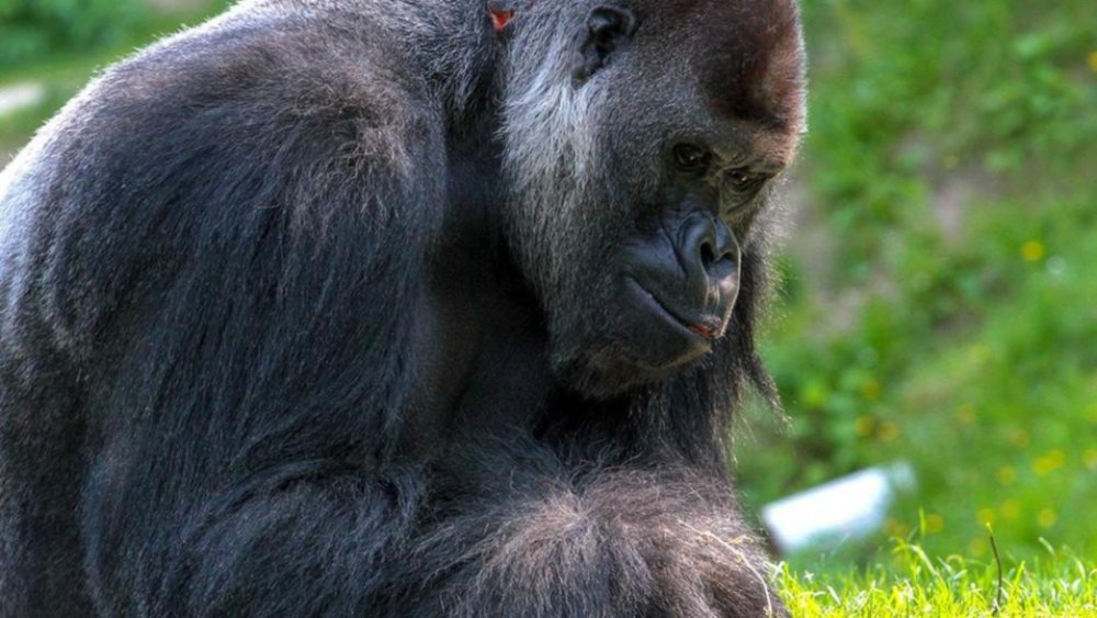 O gorilă străbunică a fost eutanasiată. Avea 59 de ani - gorila-1642174832.jpg