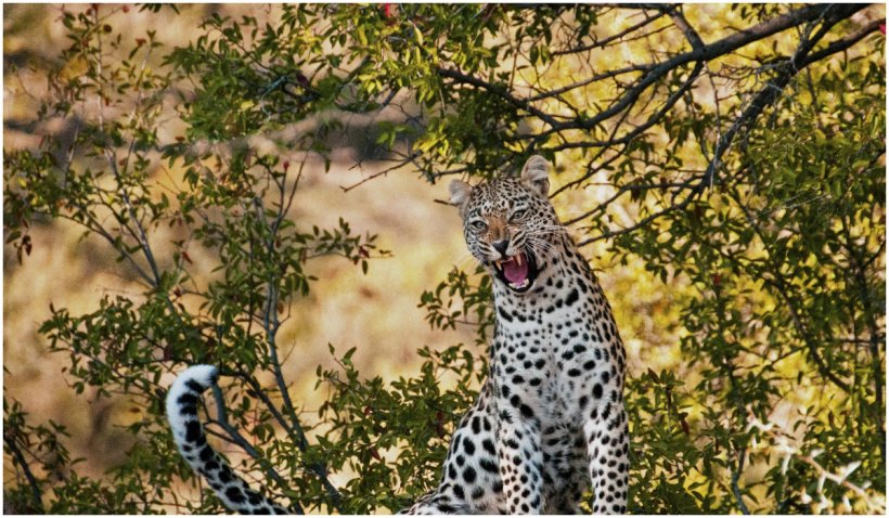 O mamă din India a alergat aproape 1 km după un leopard, și apoi s-a luptat cu el pentru a-și salva copilul - mama-1638281766.jpg